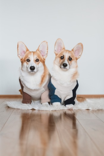 two adult pembroke welsh corgi dogs